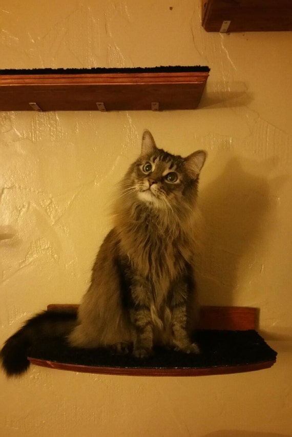 Floating Curved Cat Perch / Shelf W/ hidden by NewCatHorizons