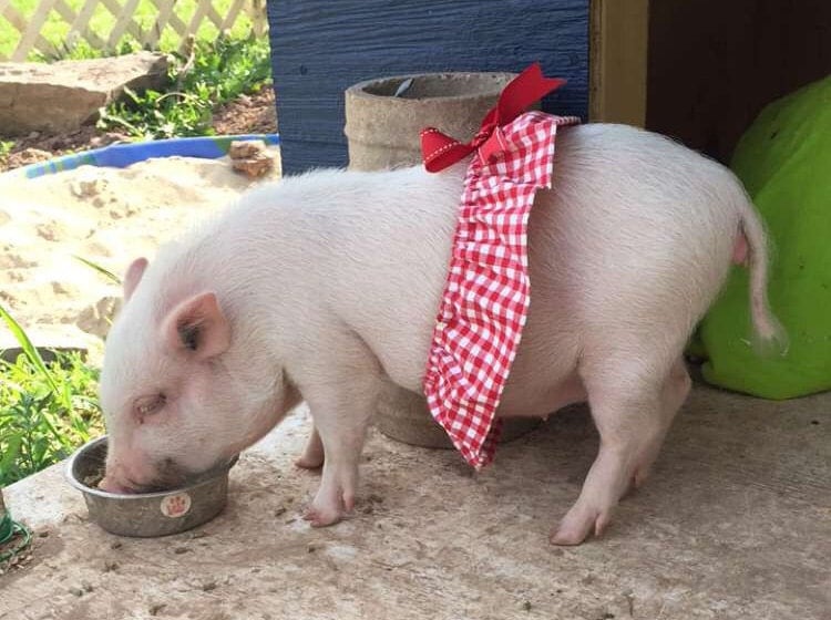 Country girl Pet Tutu Mini Pig Clothes Pig Clothes Gingham