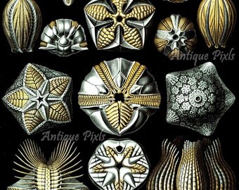 Blastoidea, fossils, Ernst Haeckel Scientific Illustration, printable instant download, Digital Image, High Resolution, Two (2) JPG, no.A97