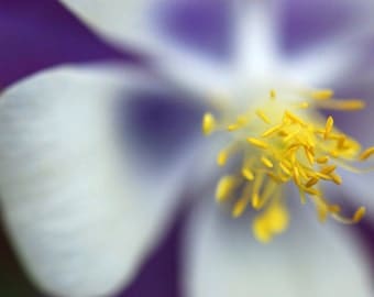 Colombine - flower photograph - art botanical nature photography purple photo floral