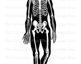 Skeleton png | Etsy