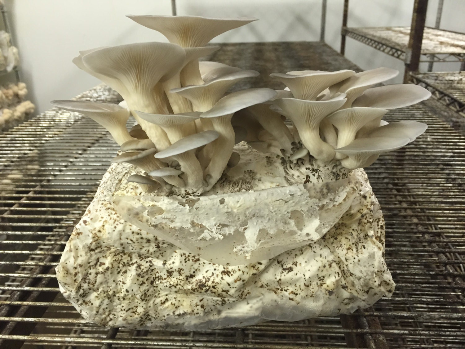 oyster mushroom kit
