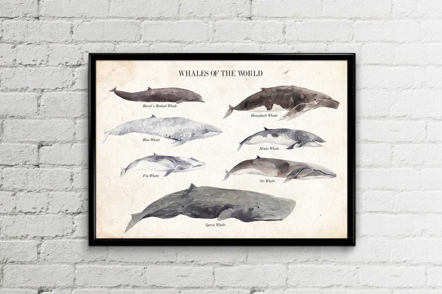 Whales Poster Whale Poster Whale Print Whales Print