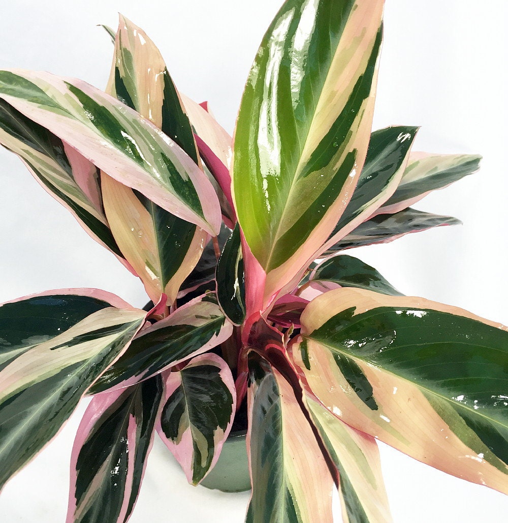 Tricolor prayer plant Idea