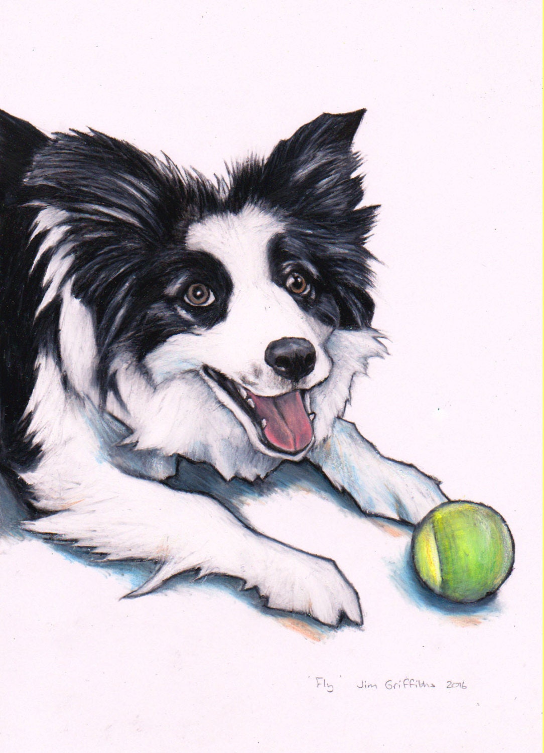 Border Collie custom drawing commission a Border Collie
