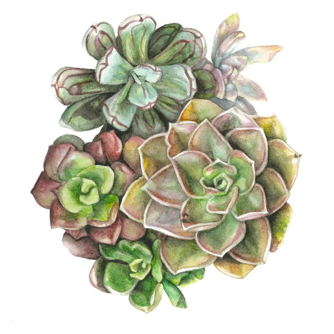 Succulent Watercolor Print Dark Assortment