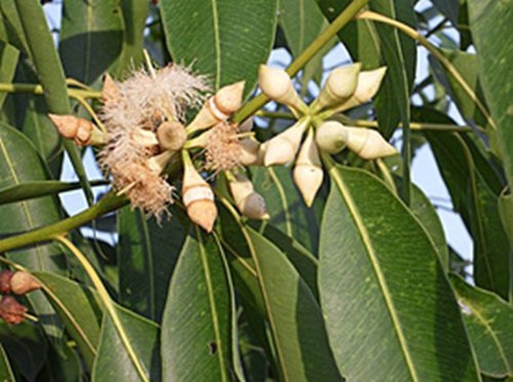  Eucalyptus  pellita  rare species with a honey flower smell