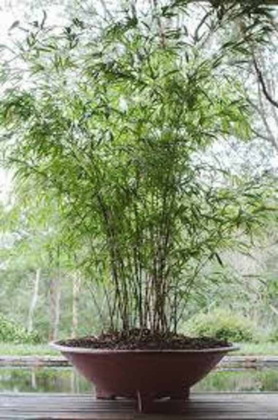 moso bamboo plant