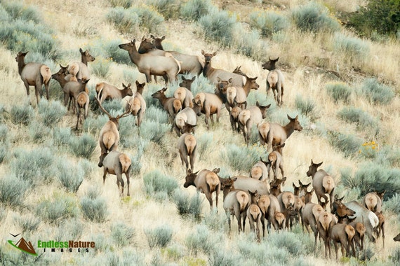 A Bull Elk and his herd of cows and calves working their way