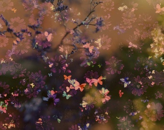 30 Digital Butterfly Overlays for Photoshop ~Instant Download~