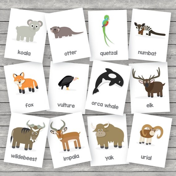 printable kids zoo animals flashcards english