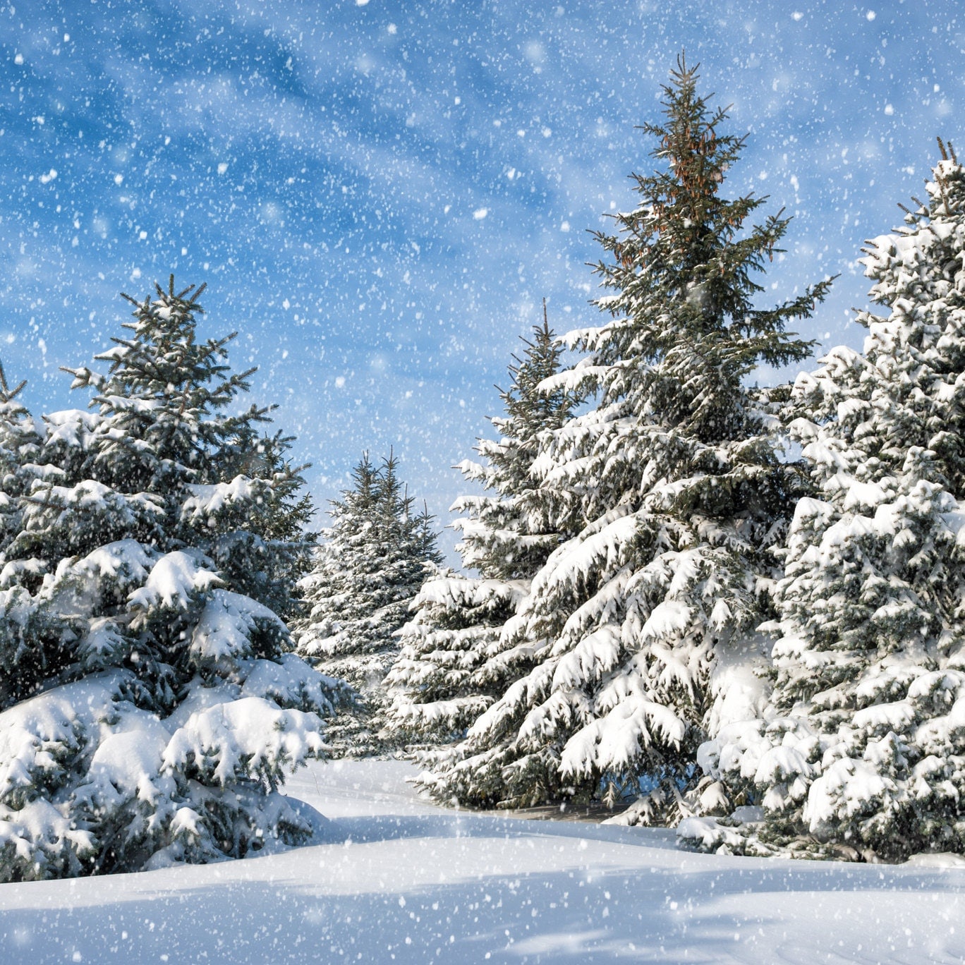 Snow Forest Backdrop Christmas tree white snow winter