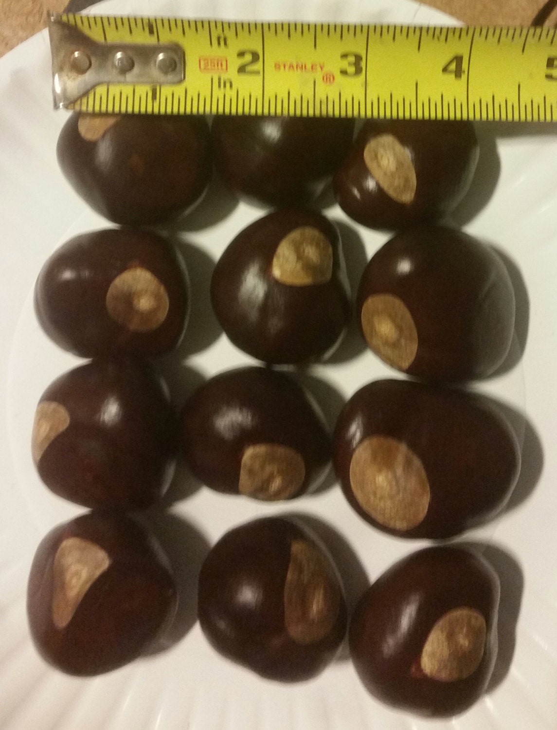 12 Large Buckeye Nuts Fresh 2015 Crop Southern Ohio State