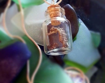 Baby Seahorse in a Bottle