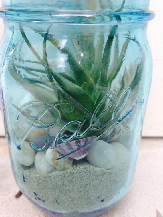 Diy Air plant mason jar terrarium kit by on Etsy