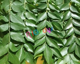 Fresh ORGANIC Indian Curry Leaves (Kari Patta) TEXAS GROWN!!