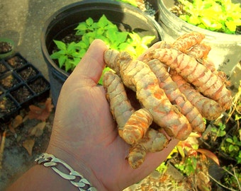 4 Fresh Turmeric (Tumeric) Roots TO EAT or GROW Curcuma Indian Saffron Spice Root