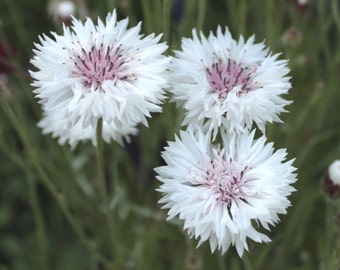 White Bachelor's Button Cornflower (Snowman) Heirloom Seeds (50/pkg)