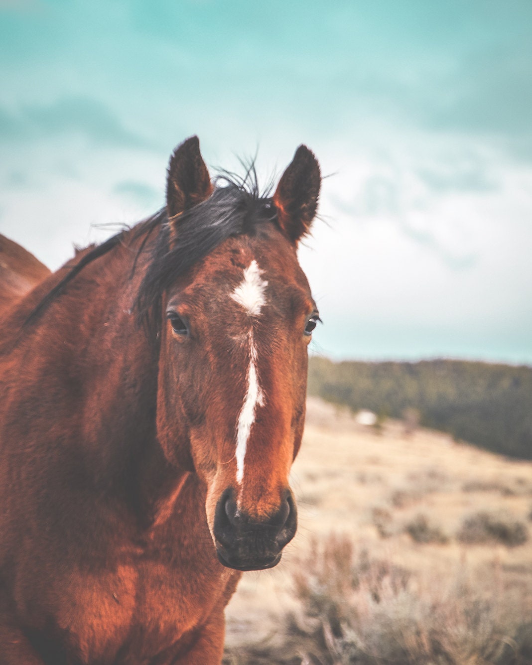 horse photography horse art print large art by AnnieBaileyPhoto