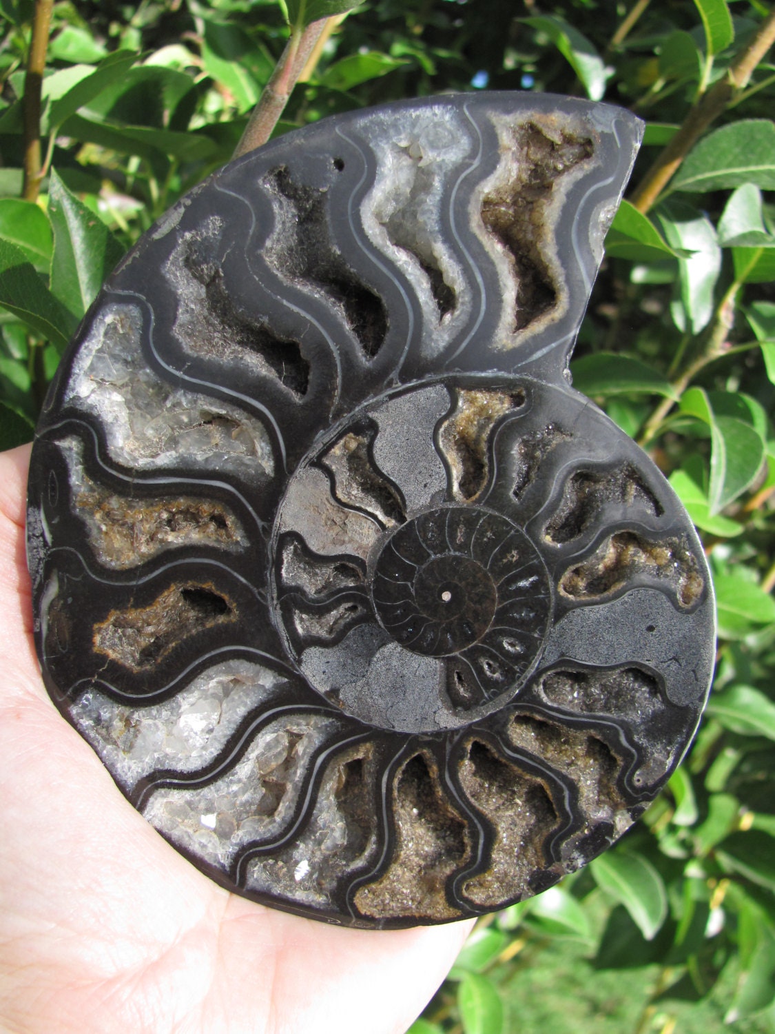 Rare Black Ammonite Fossil Pair Large Ammonite by GriffinMinerals