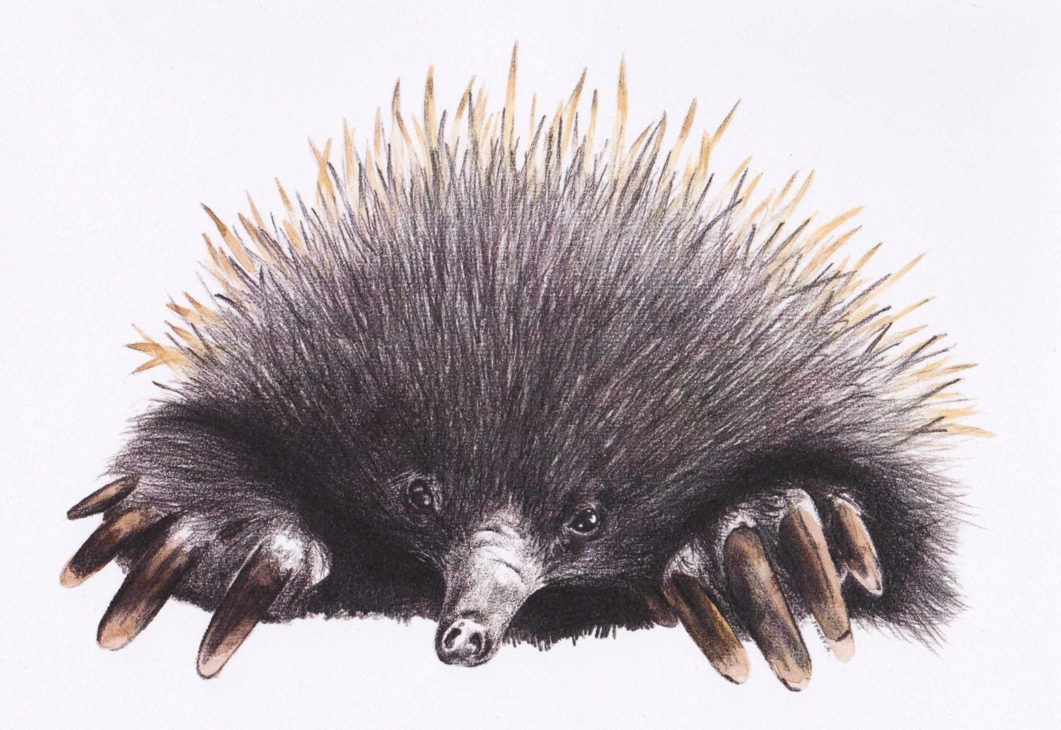Echidna Illustration Print by staceyreesart on Etsy