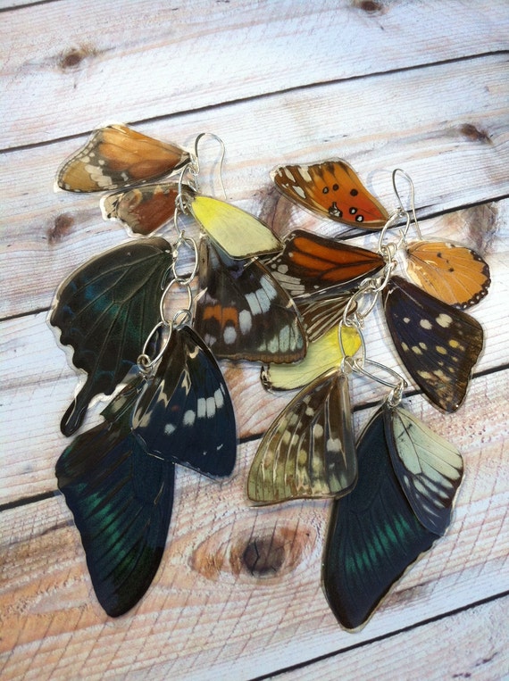 Download Huge Layered Butterfly wing earrings Real Butterfly earrings