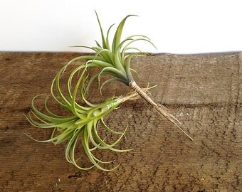 Staghorn fern fake flowers artificial plant air plant