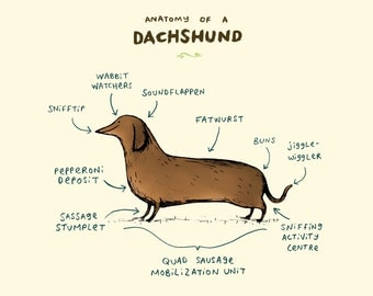 Anatomy Of A Dachshund A4 Signed Print