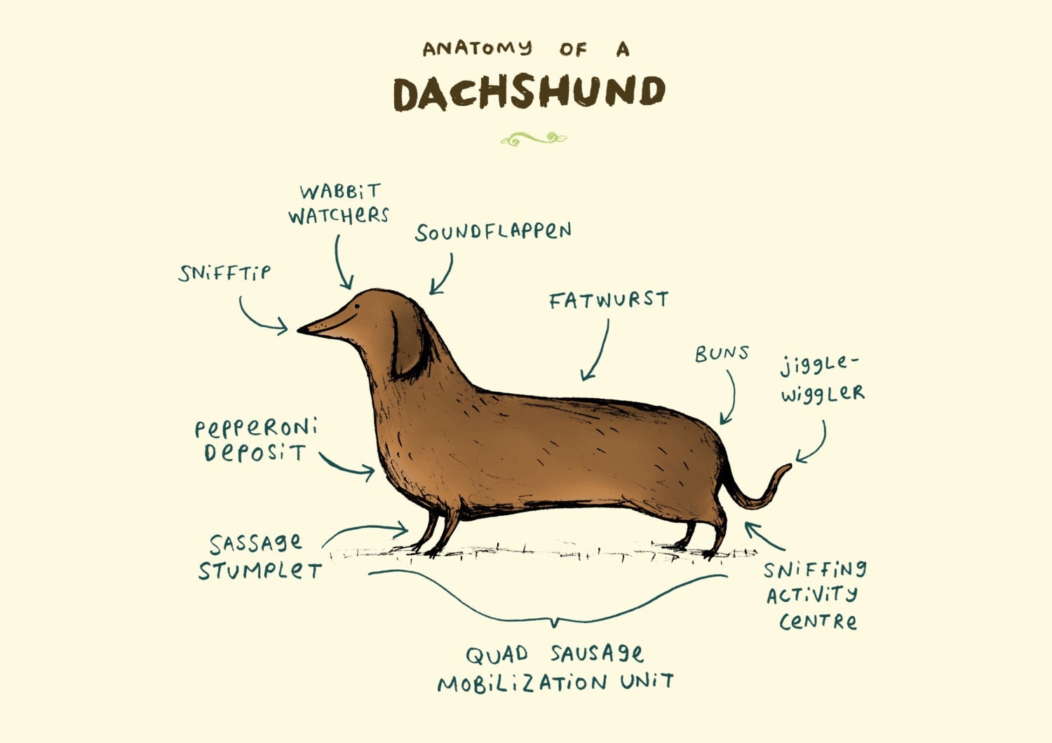 Anatomy Of A Dachshund A4 Signed Print