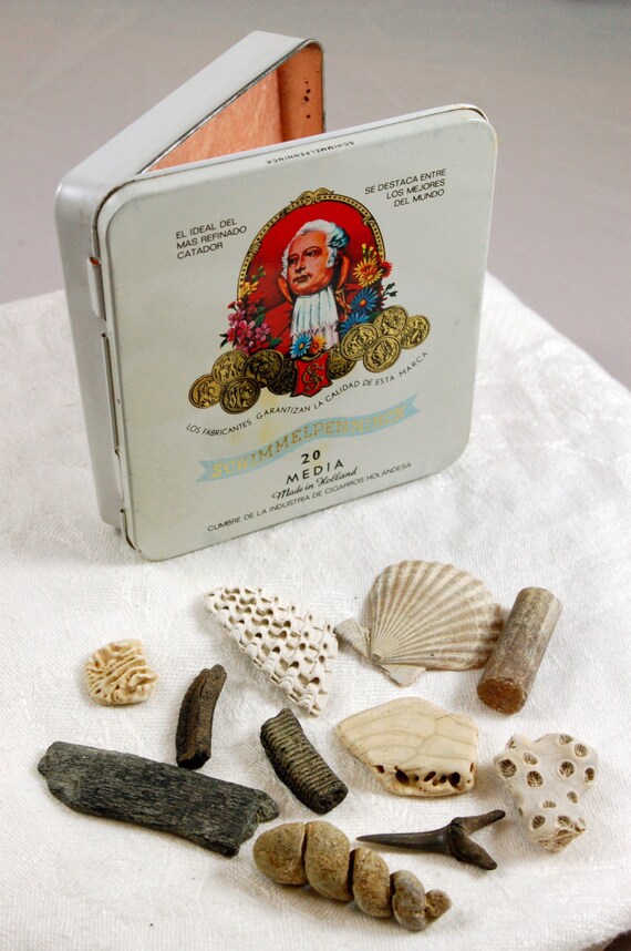 11 item fossil collection starter kit in vintage cigar tin