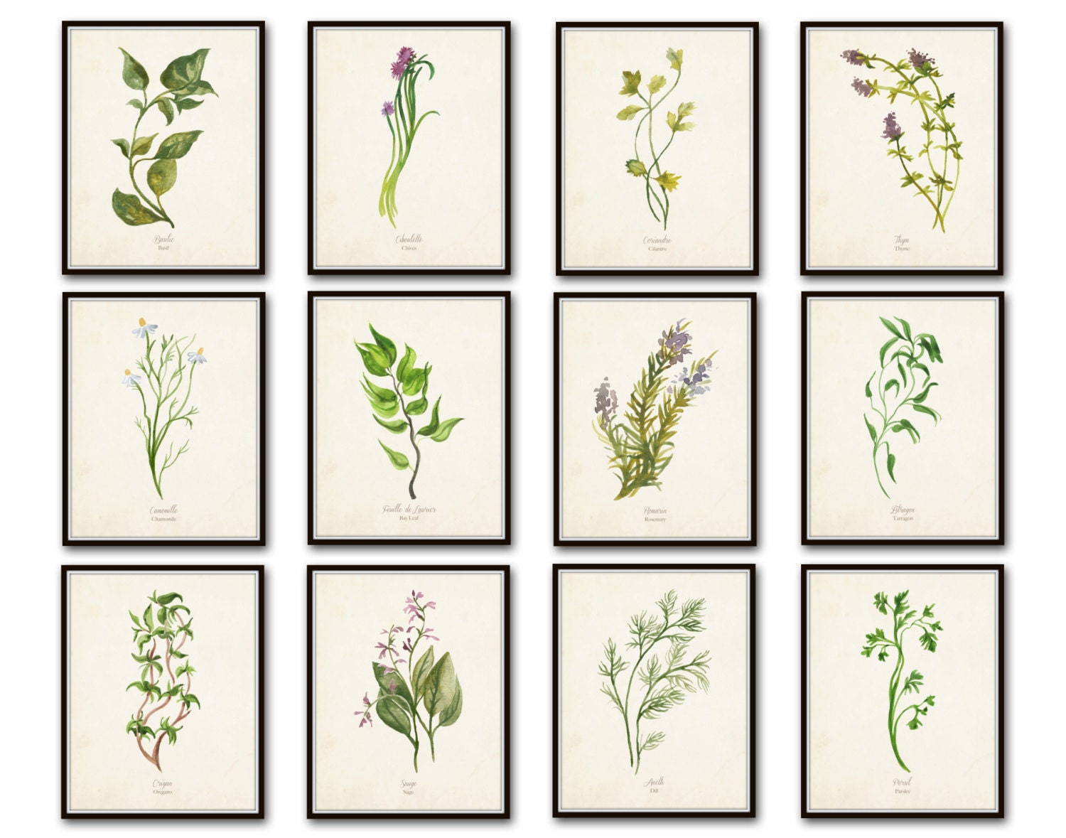 Watercolor Herbs Print Set No.5 Herb Prints Botanical