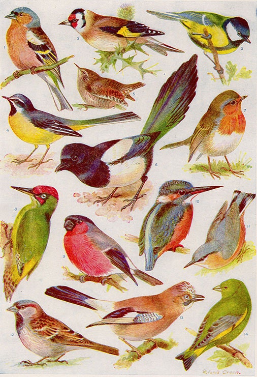 Vintage Bird Print Natural History Antique Illustration Bird