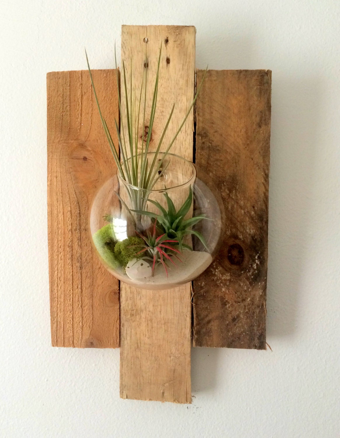 Air Plant Wall Art Hanging Terrarium Clear Glass Orb with