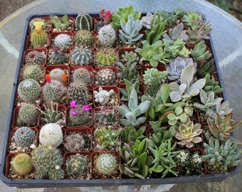 10 Succulent & Cactus Collection in 2" containers great for Wedding FAVORS and collectors succulents+