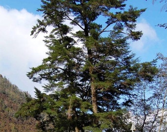 Chinese Hemlock Tree Seeds, Tsuga chinensis - 25 Seeds