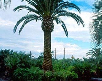 Canary Island Date Palm Tree Seeds, Phoenix canariensis - 25 Seeds