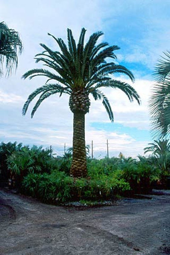 Canary Island Date Palm Tree Seeds Phoenix canariensis 25