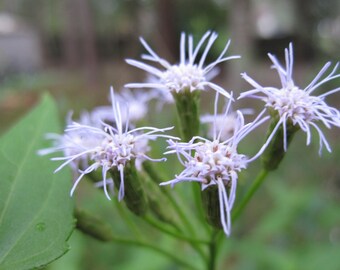 Dream Herb Seed Pods VERY RARE (Calea Zacatechichi) Fresh Harvested Heirloom Garden Flower Plant, 100+ Seeds ~ Limited Supply!!!
