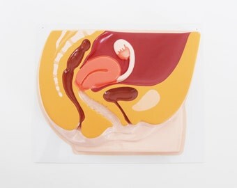 1970s German Vagina Educational Model Vaginal Canal Ovaries Cross-Section Anatomical Model