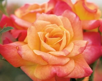 Joseph's Coat Rose Bush Fragrant Climbing Rose Grown Organic Potted - Own Root Rose Plant Non-GMO - Fall Shipping