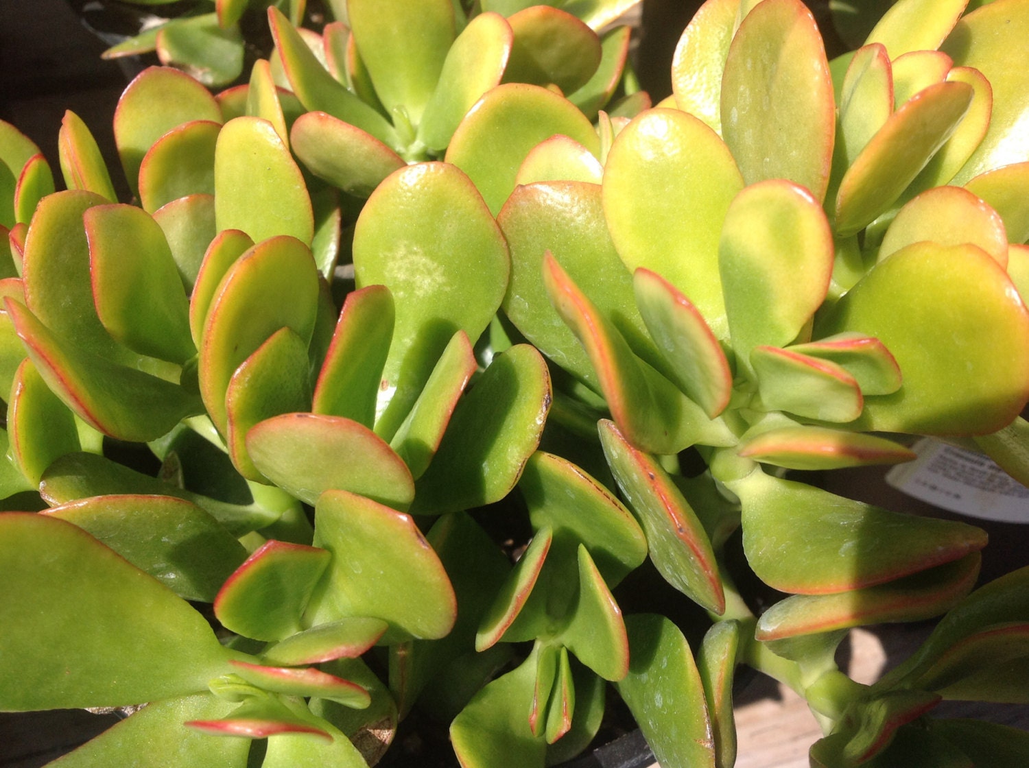 Succulent plant Sunset jade native to South Africa. Great