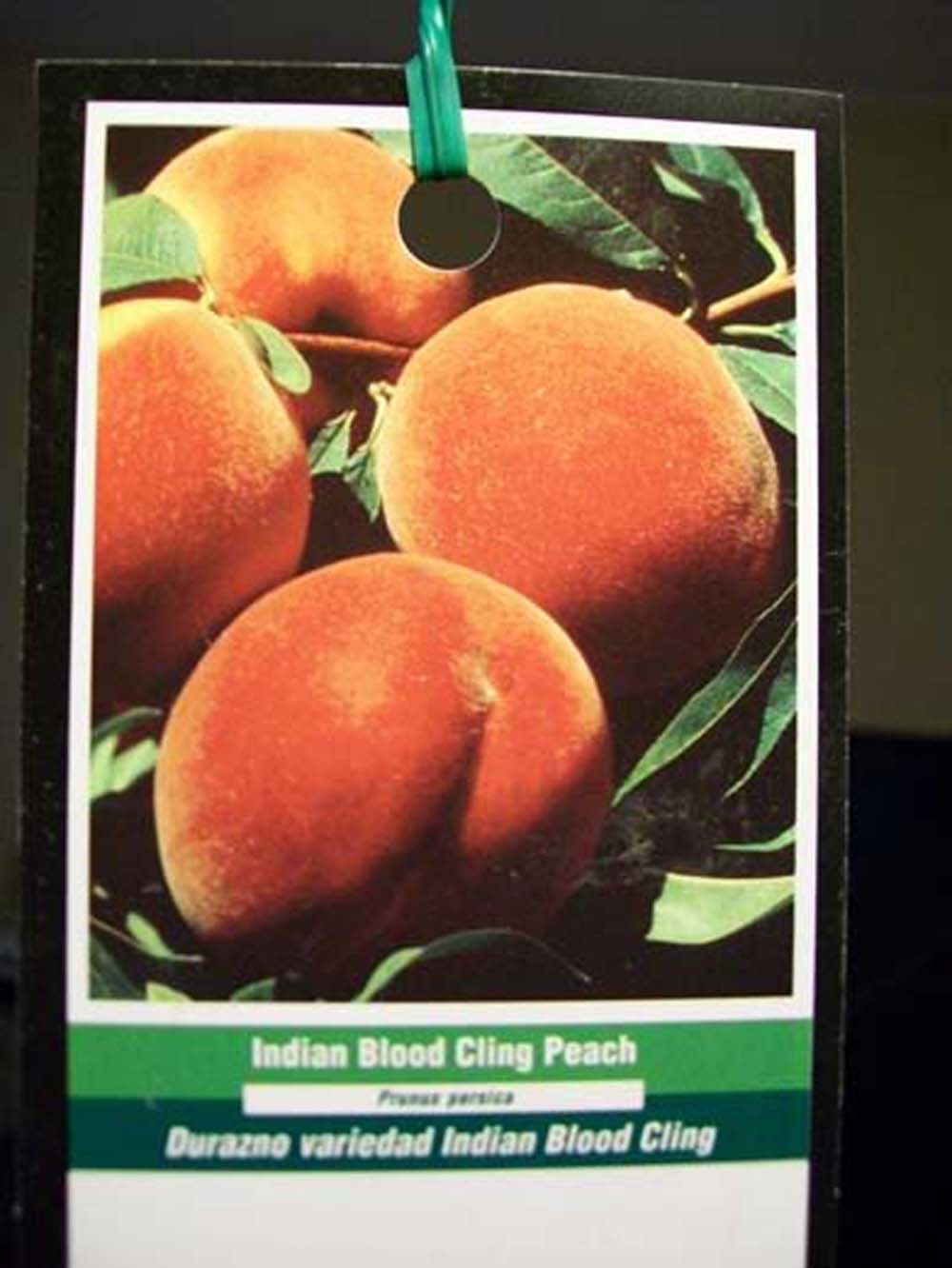 4'5' Indian Blood Cling Peach Fruit Tree Plant Big