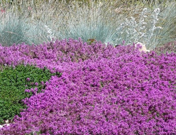 mother of thyme next to other fflowers