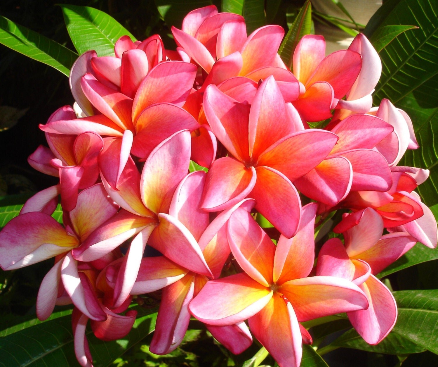 Rooted Plumeria Hawaii Plants Fragrance Plumeria Pink