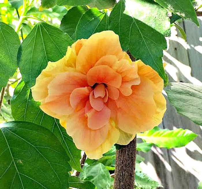Starter Double Yellow Tropical Hibiscus Plant Tropical