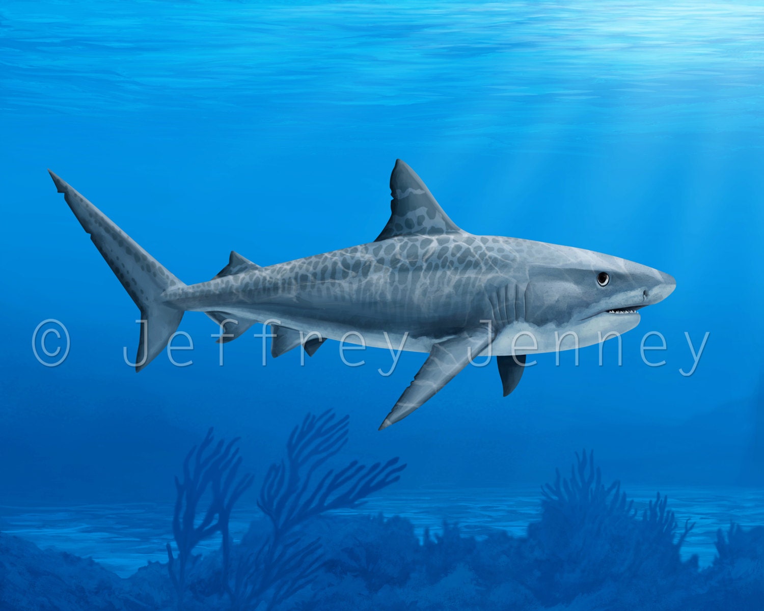 Tiger Shark Print Fine Art Print From An Original Painting