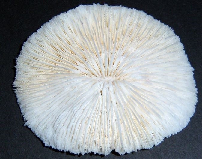 Wholesale Dried Coral Mushroom Coral Dried Coral White