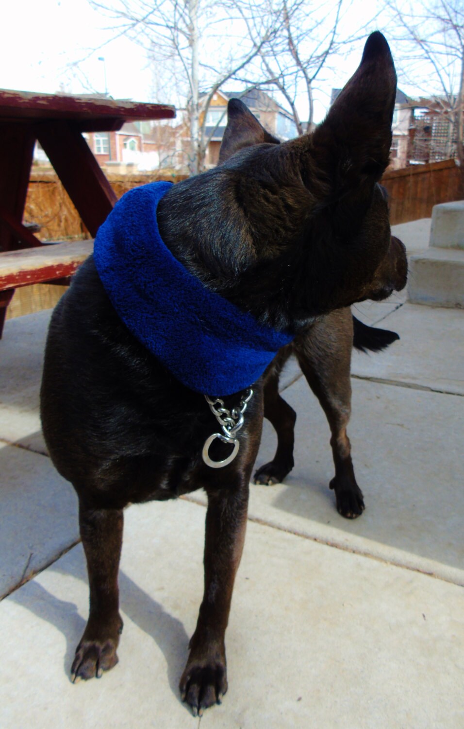 Dog prong collar cover training pinch coller & choke chain