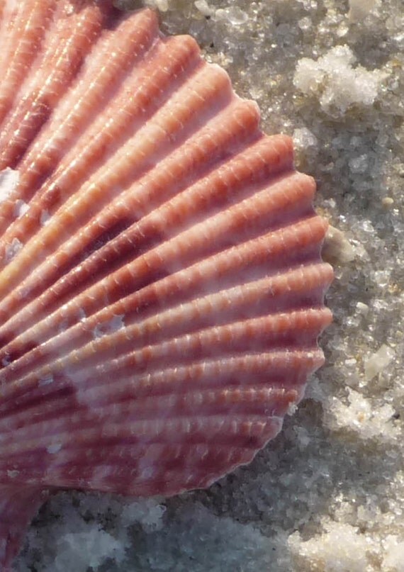 Pink and Sand Seashell Photography Macro Seashell Sand and