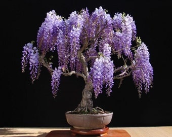 BONSAI - Chinese Wisteria